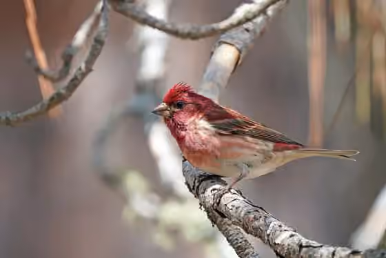 Dokumentasi Haemorhous purpureus