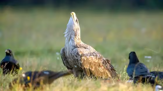 Dokumentasi Haliaeetus albicilla