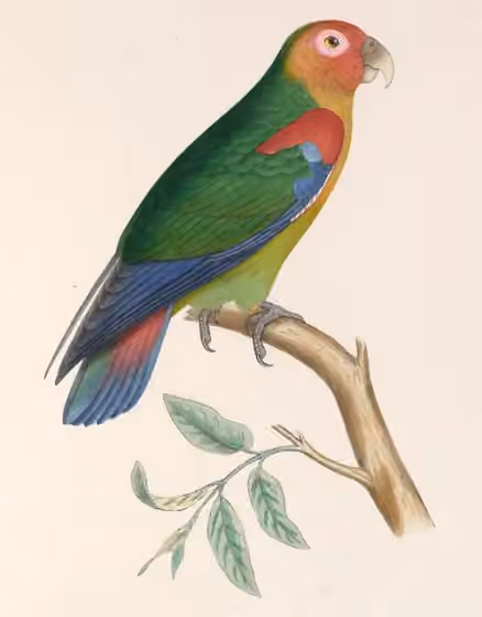 Ilustrasi Hapalopsittaca amazonina