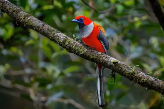 Dokumentasi Harpactes whiteheadi