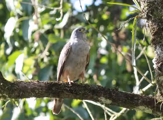 Dokumentasi Harpagus diodon