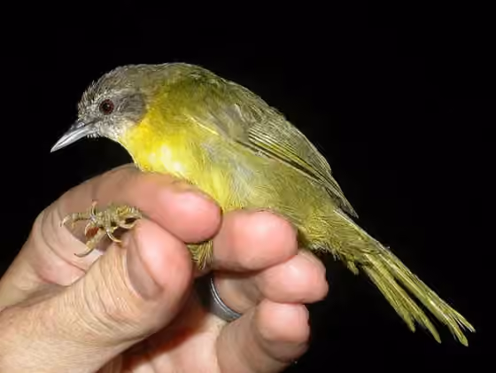 Dokumentasi Hartertula flavoviridis