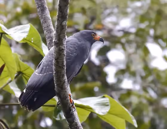 Dokumentasi Helicolestes hamatus