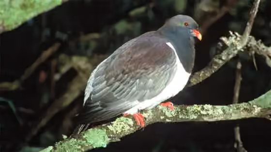 Dokumentasi Hemiphaga chathamensis