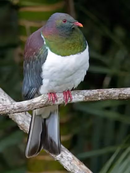 Dokumentasi Hemiphaga novaeseelandiae