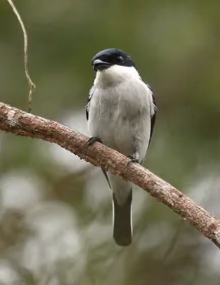 Dokumentasi Hemipus hirundinaceus