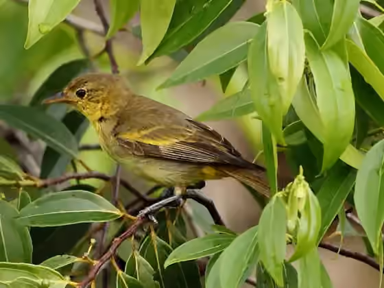 Dokumentasi Hemithraupis flavicollis