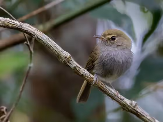 Dokumentasi Hemitriccus diops