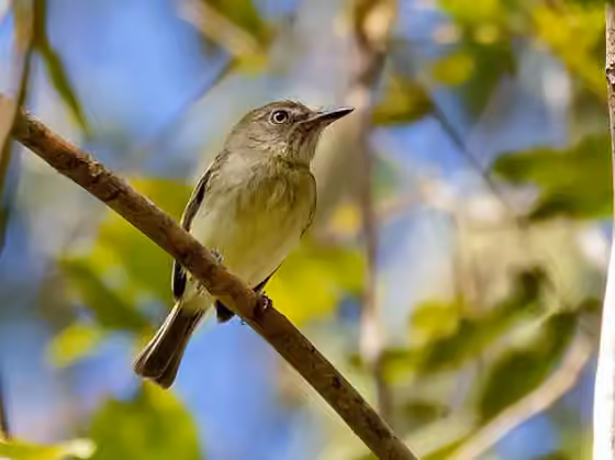 Dokumentasi Hemitriccus minimus