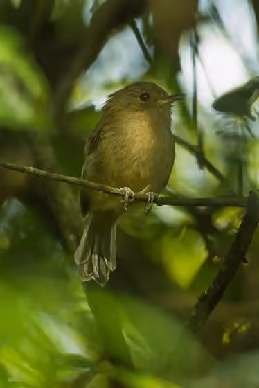 Dokumentasi Hemitriccus obsoletus
