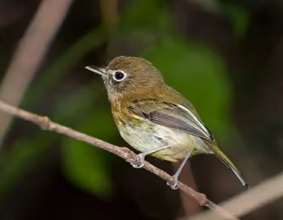 Dokumentasi Hemitriccus orbitatus