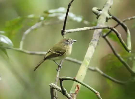 Dokumentasi Hemitriccus zosterops