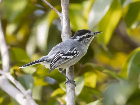 Dokumentasi Herpsilochmus pileatus