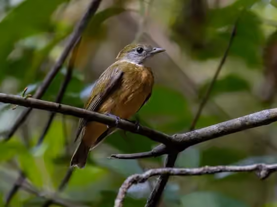 Dokumentasi Heterocercus aurantiivertex