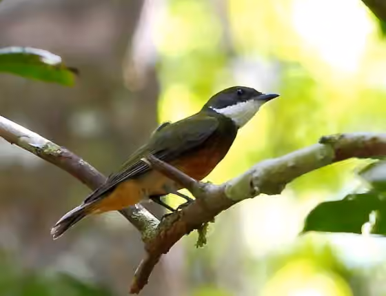 Dokumentasi Heterocercus flavivertex