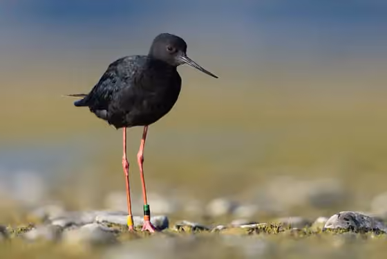 Dokumentasi Himantopus novaezelandiae