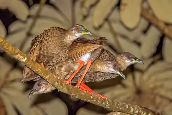Dokumentasi Himantornis haematopus