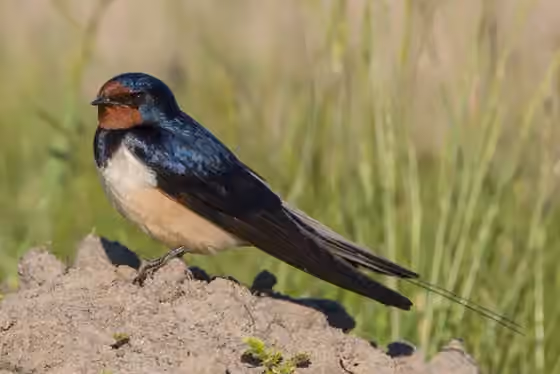 Dokumentasi Hirundo rustica
