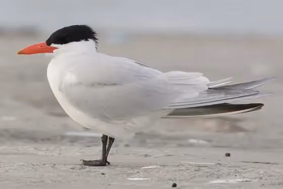 Dokumentasi Hydroprogne caspia