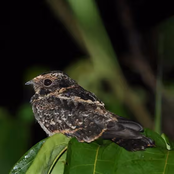 Dokumentasi Hydropsalis maculicaudus