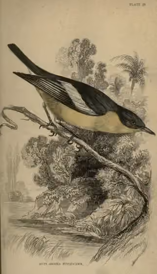Ilustrasi Hyliota flavigaster