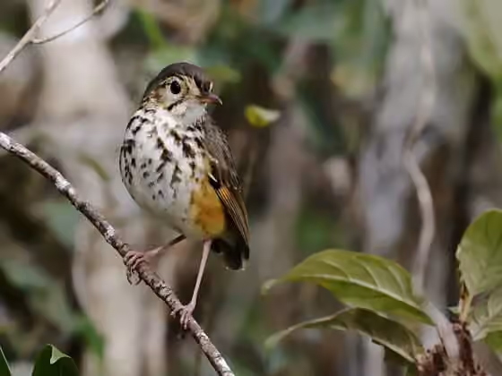 Dokumentasi Hylopezus ochroleucus