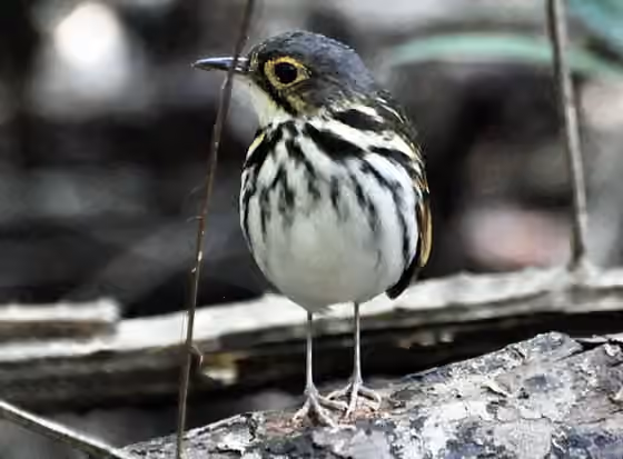 Dokumentasi Hylopezus perspicillatus