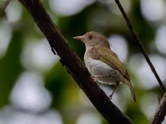 Dokumentasi Hylophilus brunneiceps