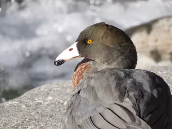 Dokumentasi Hymenolaimus malacorhynchos