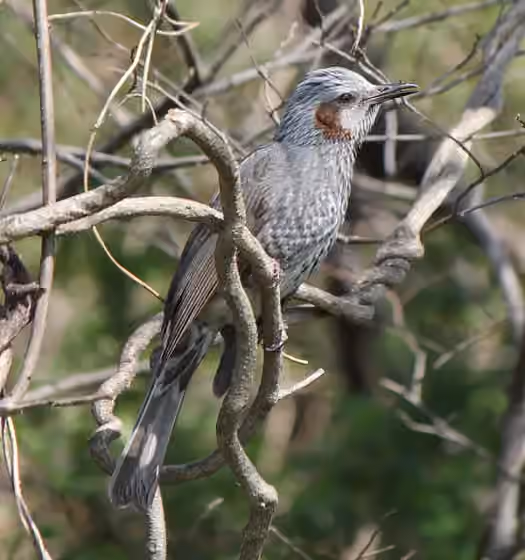 Dokumentasi Hypsipetes amaurotis