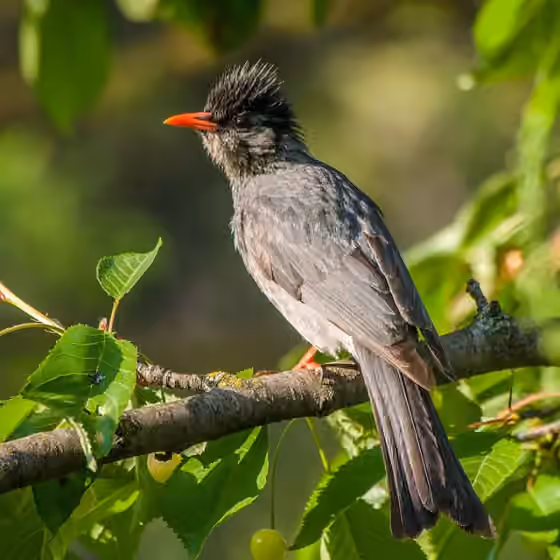 Dokumentasi Hypsipetes leucocephalus
