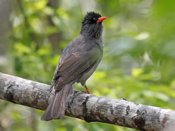 Dokumentasi Hypsipetes madagascariensis