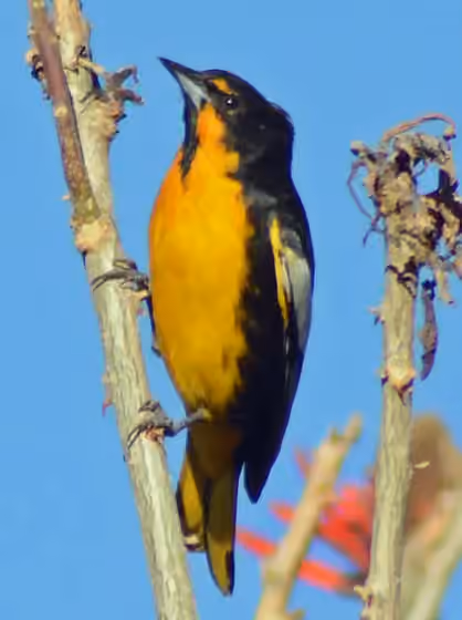 Dokumentasi Icterus abeillei