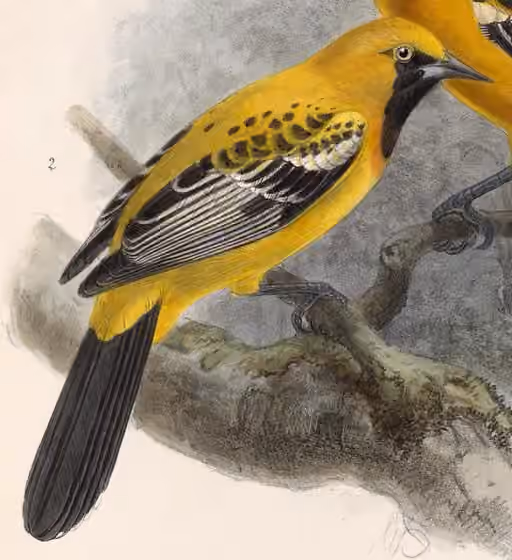 Ilustrasi dokumenter Icterus auratus dengan bagian figur lain pada pelat