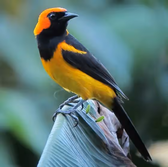 Dokumentasi Icterus auricapillus
