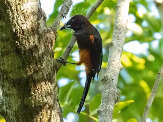 Dokumentasi Icterus bonana