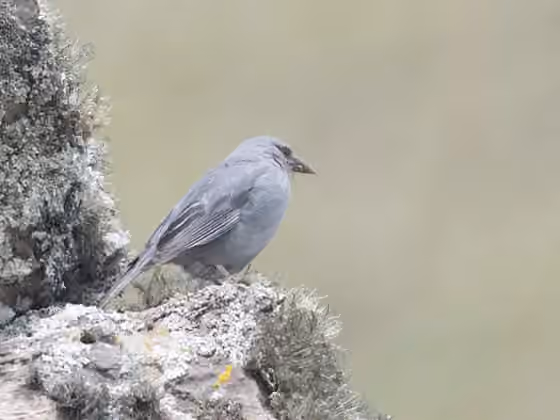 Dokumentasi Idiopsar brachyurus