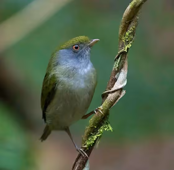 Dokumentasi Ilicura militaris