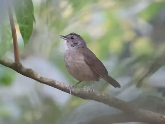Dokumentasi Illadopsis albipectus
