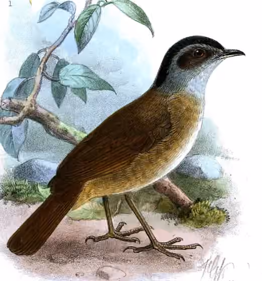 Ilustrasi Illadopsis cleaveri