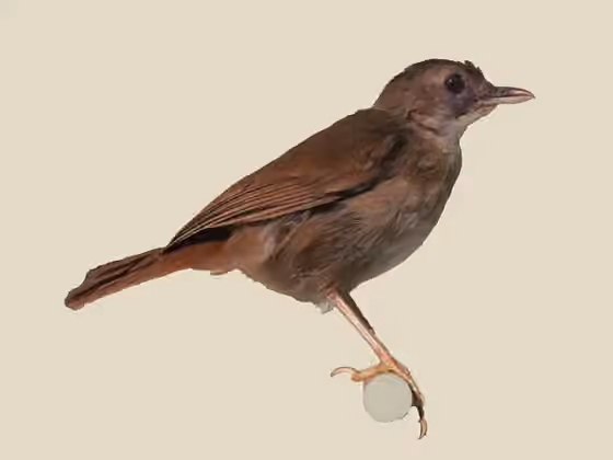 Dokumentasi Illadopsis rufipennis