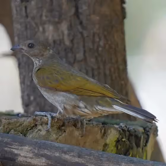 Dokumentasi Indicator maculatus