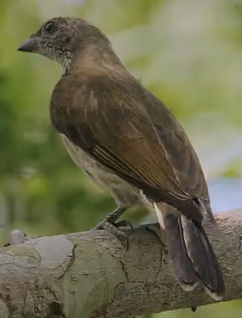 Dokumentasi Indicator variegatus