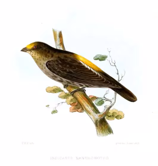 Ilustrasi Indicator xanthonotus