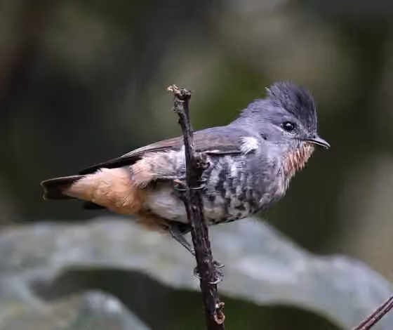 Dokumentasi Iodopleura pipra