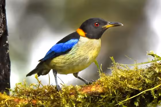 Dokumentasi Iridophanes pulcherrimus