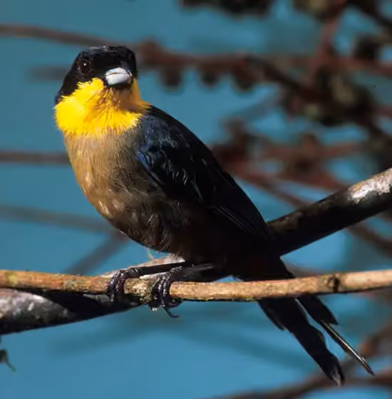 Dokumentasi Iridosornis analis
