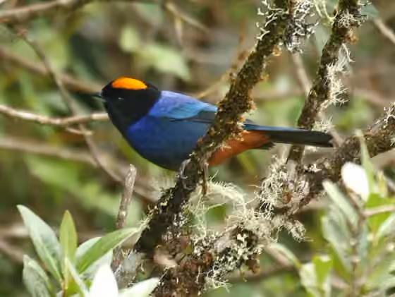 Dokumentasi Iridosornis rufivertex