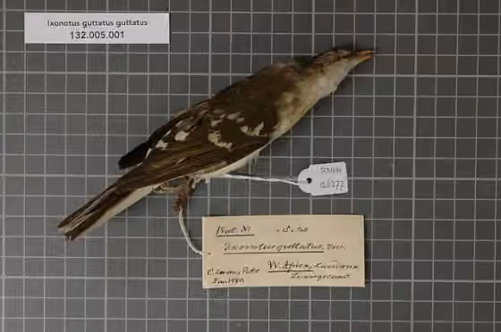 Spesimen museum Ixonotus guttatus