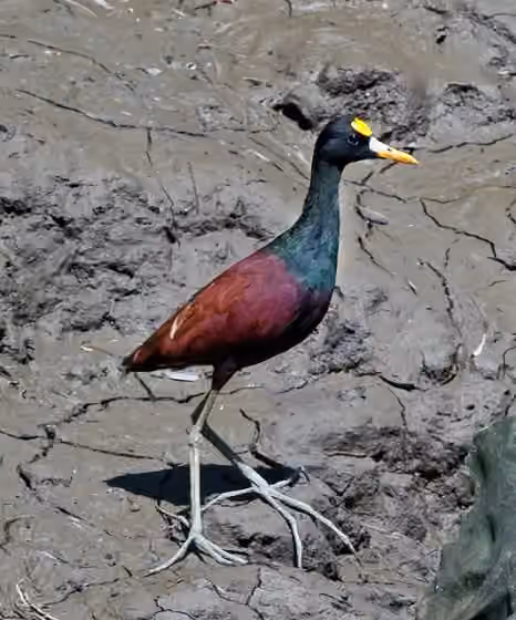 Dokumentasi Jacana spinosa
